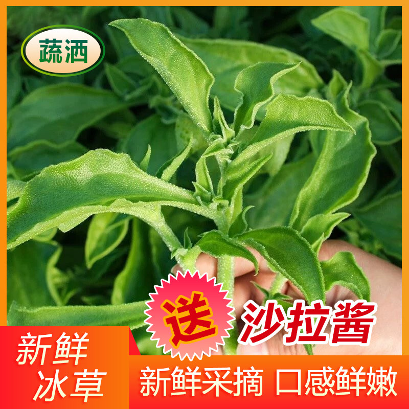 山东产地新鲜冰草冰菜蔬菜非洲冰叶花火锅即食生吃沙拉菜四季凉拌