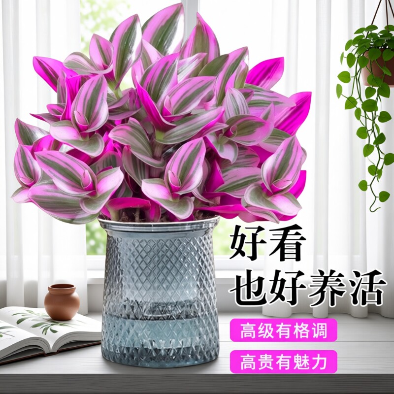 油画婚礼吊兰盆栽花盆垂吊大盆进口好养活紫露兰绿植室内多肉植物