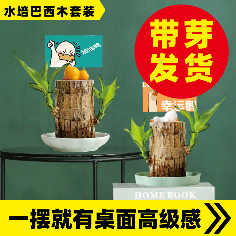 带芽巴西木幸运木水培绿植举牌花盆办公室内居家桌搭桌面高级感图片