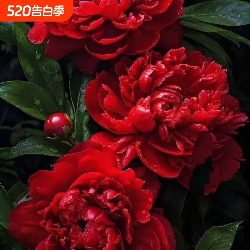 重瓣芍药花苗花卉正宗牡丹四季开花好养大花阳台客厅冬季庭院带芽