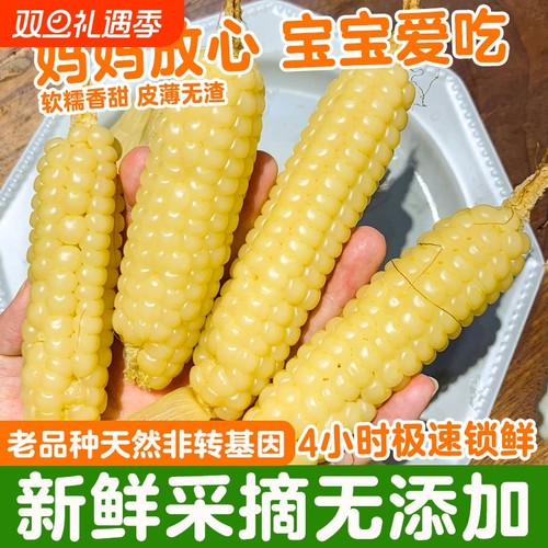 云南拇指玉米西双版纳香糯小拇指儿童早餐黏糯玉米小包谷迷你代餐