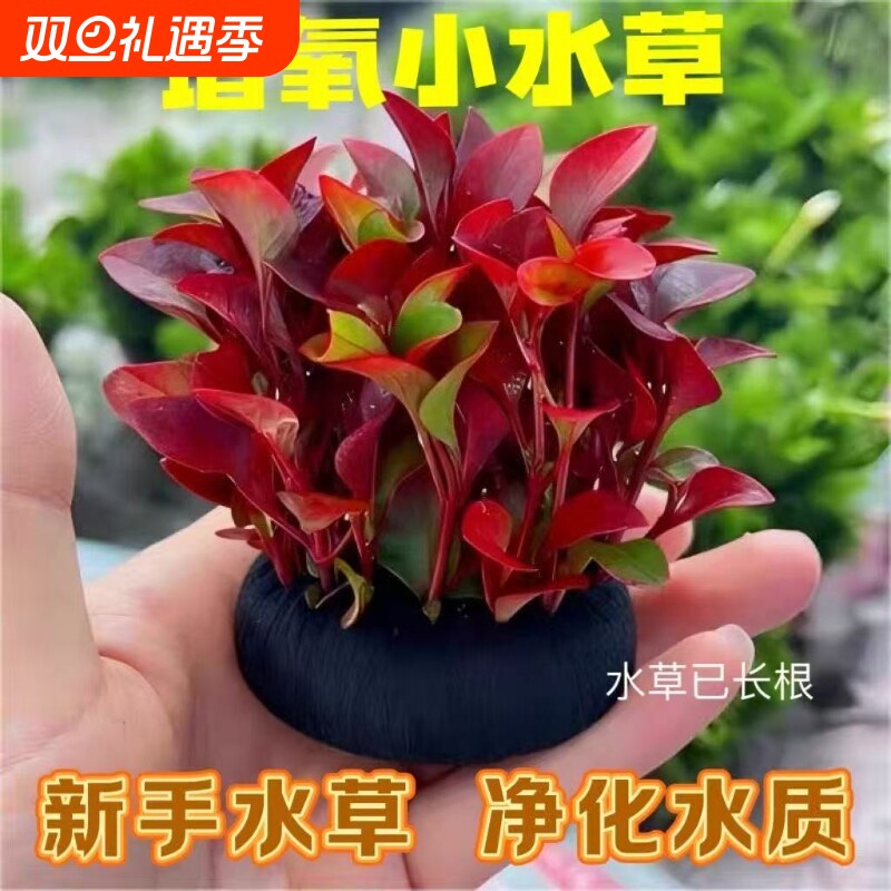 红波坨草营养底座l懒人净水养鱼罗兰水草植物红色阴性好养活淡水