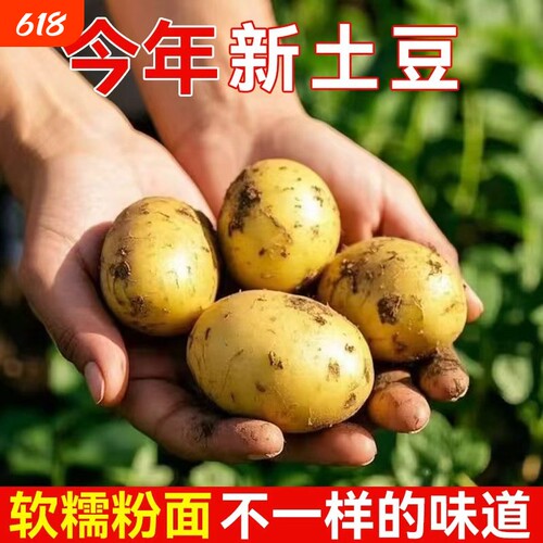 黄心小土豆农家马铃薯