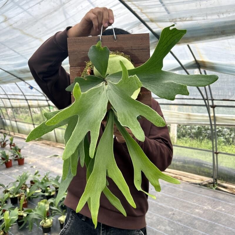鹿角蕨板植二岐鹿角蕨墙面装饰绿植苔藓蕨类挂板盆栽垂吊植物壁挂