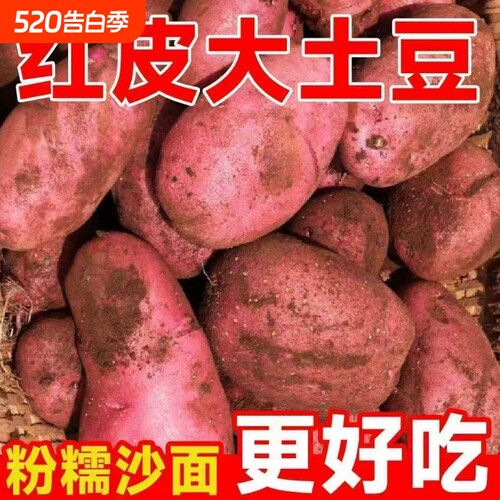 2026红皮黄心土豆新鲜洋芋农家自种蔬菜马铃薯批发老品种