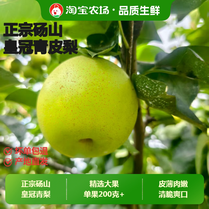 安徽正宗砀山青皇冠梨 梨子应当季新鲜水果香梨脆特产整箱包邮图片