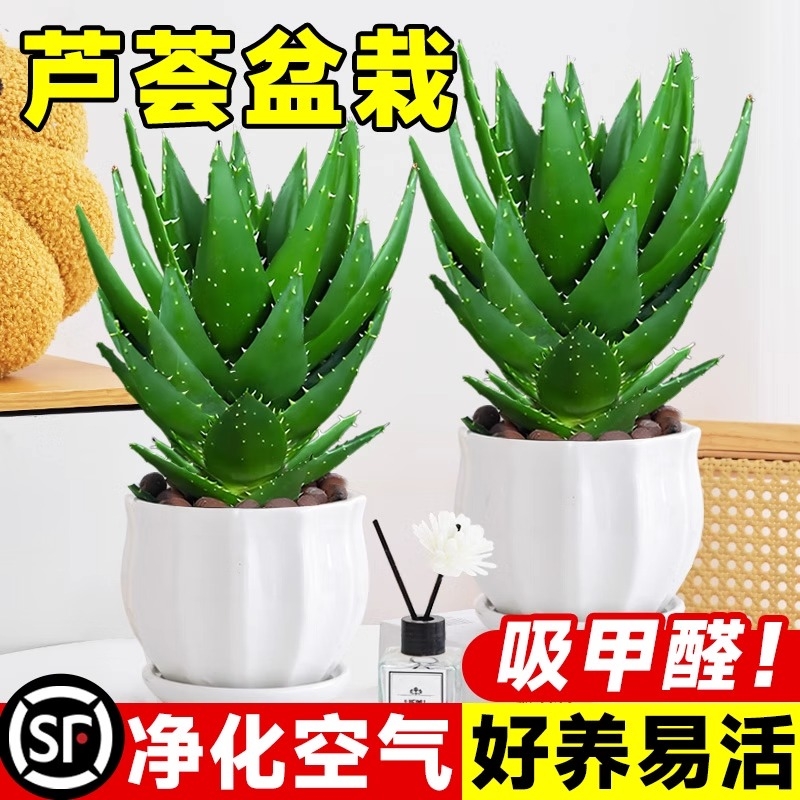 芦荟大盆栽美容植物室内多肉绿植物吸甲醛四季好养花卉仙人掌阳台