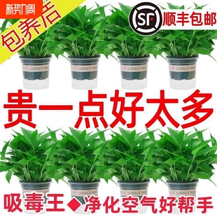 绿萝盆栽室内植物花卉绿植水培长藤垂吊大叶绿箩新房桌面客厅摆放