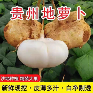 新鲜地萝卜贵州安顺特产凉薯地瓜新鲜蔬菜水果多汁脆甜地萝卜当季