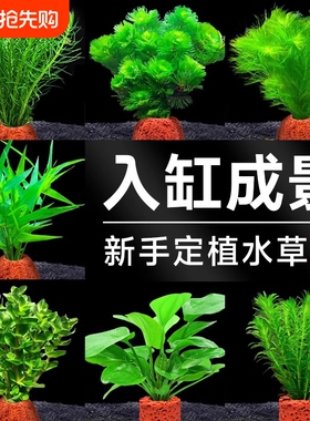 火山石水草植物鱼缸造景专用水培阴性蜈蚣草绿菊真草增氧绿植摆件