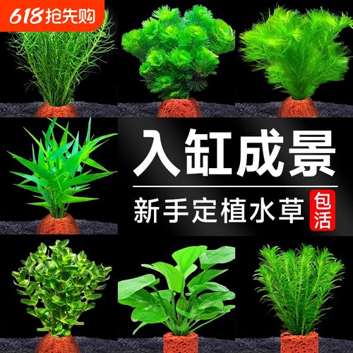 火山石水培蜈蚣草|超2.1万次加购