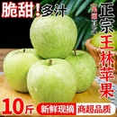 包邮 正宗王林苹果雀斑美人新鲜水果应当季 现摘脆甜青森丑萍果整箱