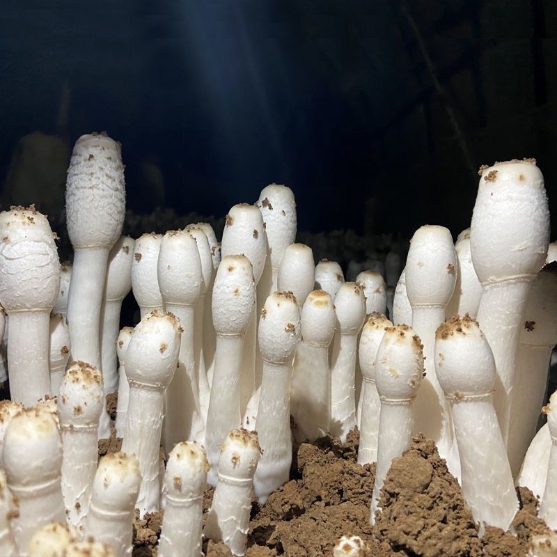 可食用鸡腿菇土培蘑菇种植种子食用菌种菇家庭菌种鸡腿菇新鲜