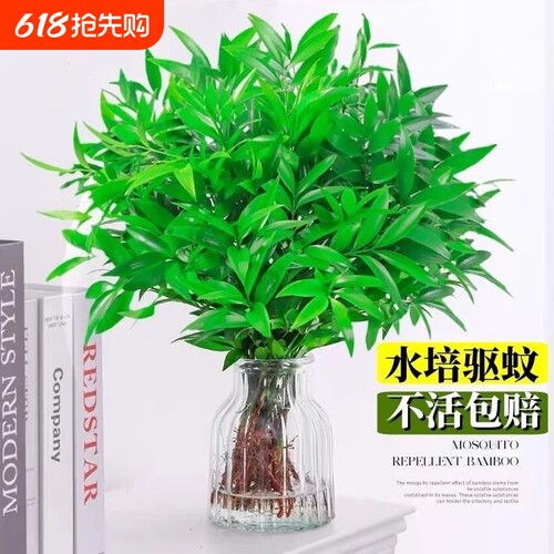 驱蚊竹柏水培桌面植物盆栽绿植室内花卉客厅好养四季常青水养驱虫