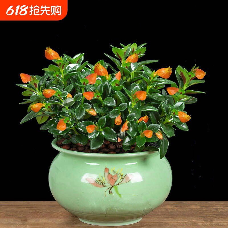 好养金鱼花吊兰盆栽四季吸甲醛室内绿植花卉多肉植物小金鱼阳台