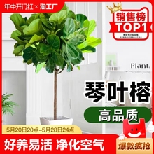 琴叶榕绿植客厅大型盆栽橡皮树大叶植物室内吸甲醛好养送礼开业