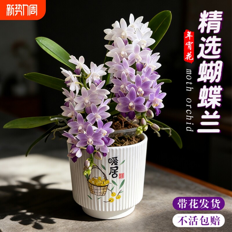 蝴蝶兰花苗带花剑花苞盆栽兰花大苗室内客厅花卉绿植物小茴办公桌