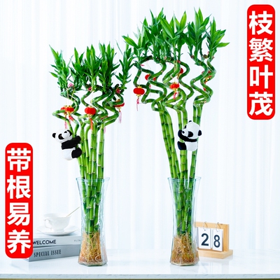 富贵竹水养带根|超8000次加购