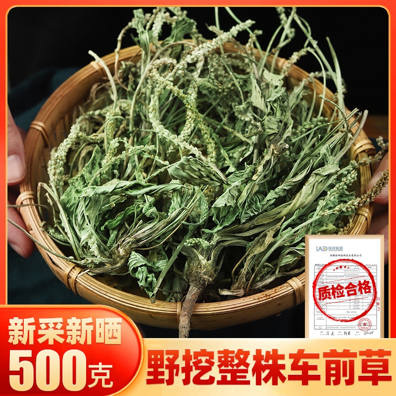 整株车前草野生泡水喝的功效与作用搭新鲜中药材正品官方旗舰店