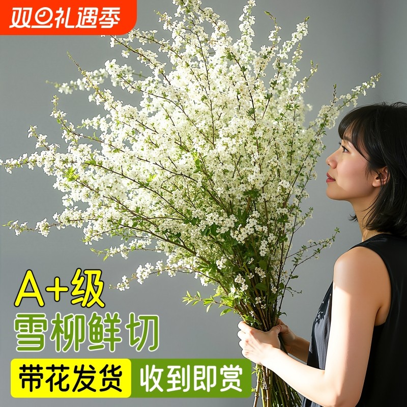 雪柳鲜枝带花苞干支绿植