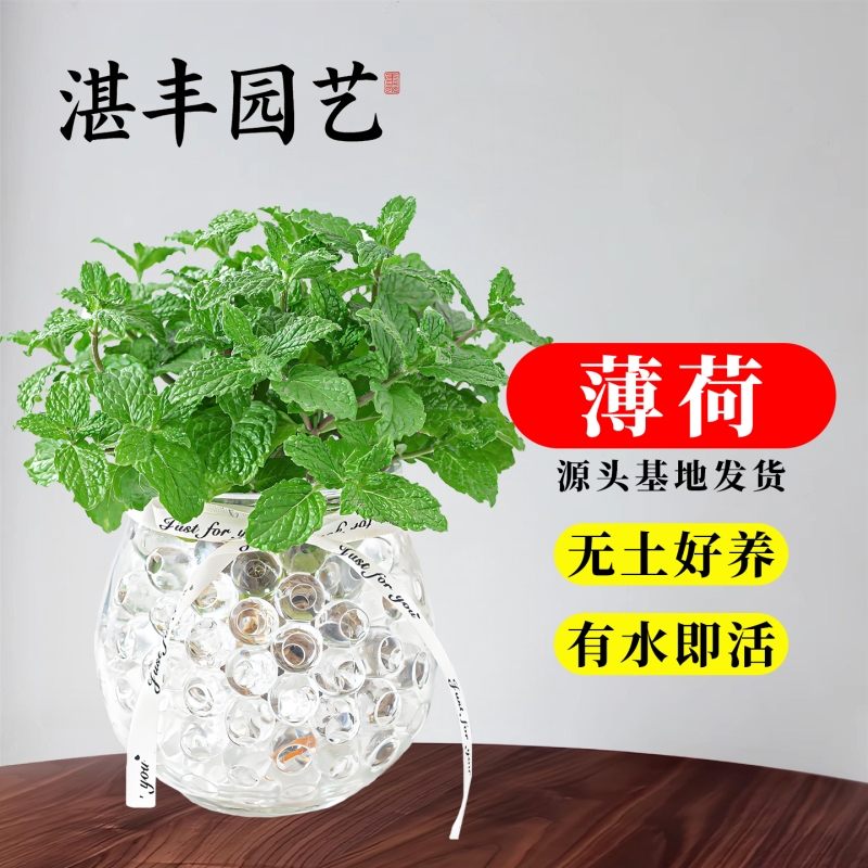 水培植物大盆薄荷A级大苗可食用