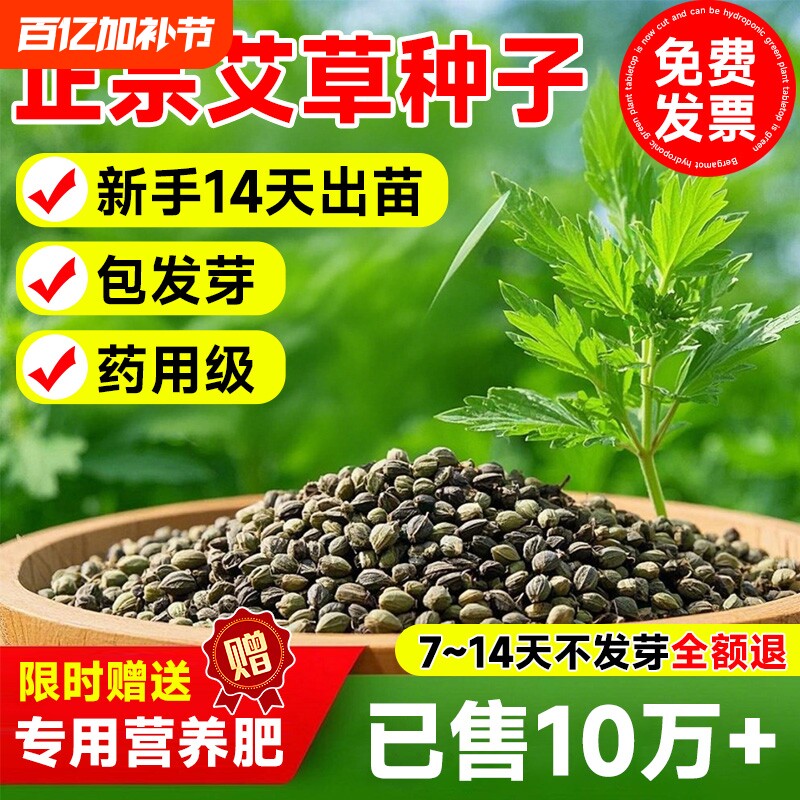 艾草种子艾叶靳野生香端午艾草苗食用青团艾蒿青蒿种籽四季驱蚊草