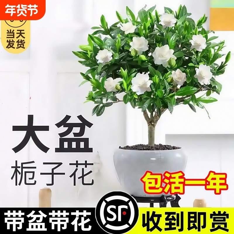独杆栀子花棒棒糖盆栽带花苞好养绿植花卉阳台室内外植物四季开花