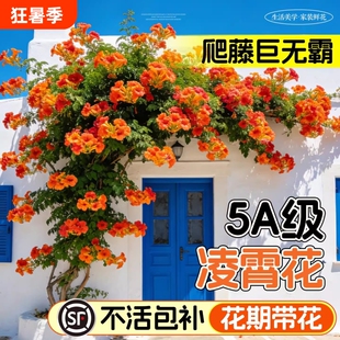 凌霄花爬藤大苗植物炮仗花盆栽四季开花绿植庭院阳台耐寒好养花卉