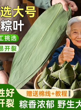 新鲜粽子叶干棕叶大号现摘天然包粽子专用的叶子端午节商野生优选
