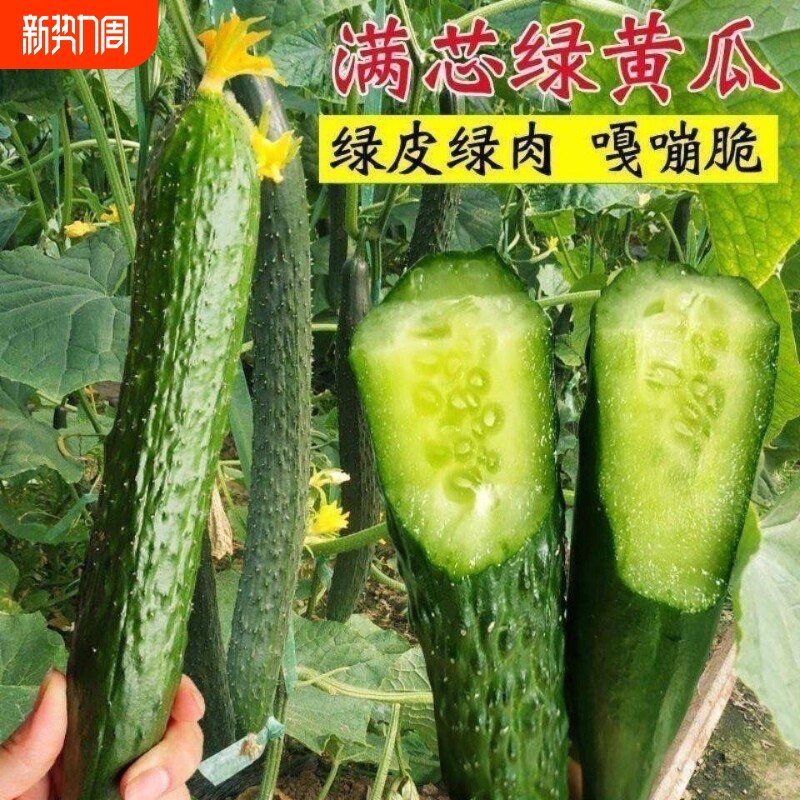 绿心津研黄瓜种子强雌水黄瓜种籽四季高产盆栽菜种子水果西瓜玉女