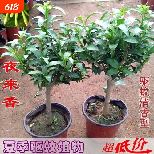 夜来香树苗庭院浓香型花卉当年开花四季常青驱蚊绿植盆栽带花室内
