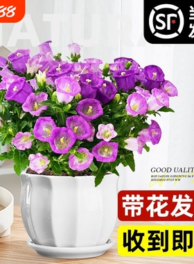 风铃花盆栽带花苞大花风铃草酒杯阳台鲜花绿植紫色风铃花苗室内