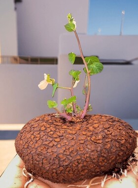 红藤山乌龟金不龟换植物圆叶景观室内盆景盆栽肉肉绿植物爬藤圆叶