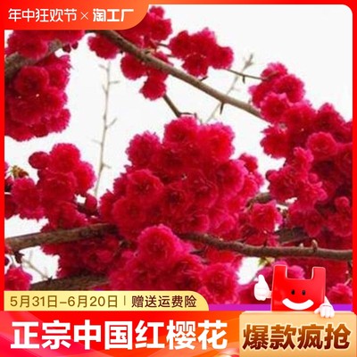 正宗樱花树苗中国红庭院绿化樱花