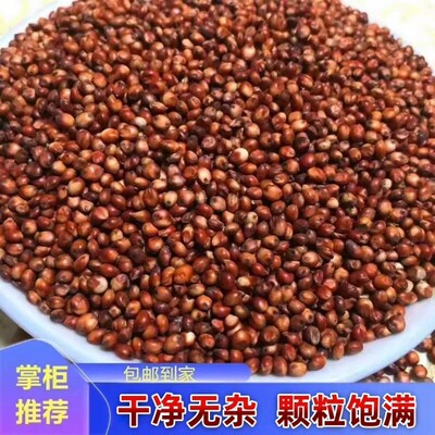 新红高梁农家带皮高粱去壳高粱米10斤酿酒新高粱喂鸽子鸽粮