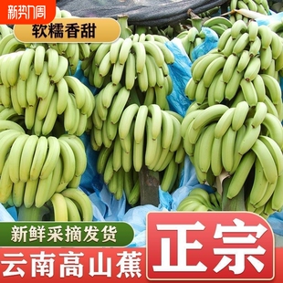 云南香蕉高山大香蕉中果现摘新鲜水果甜生青香蕉自然绿皮 甄选