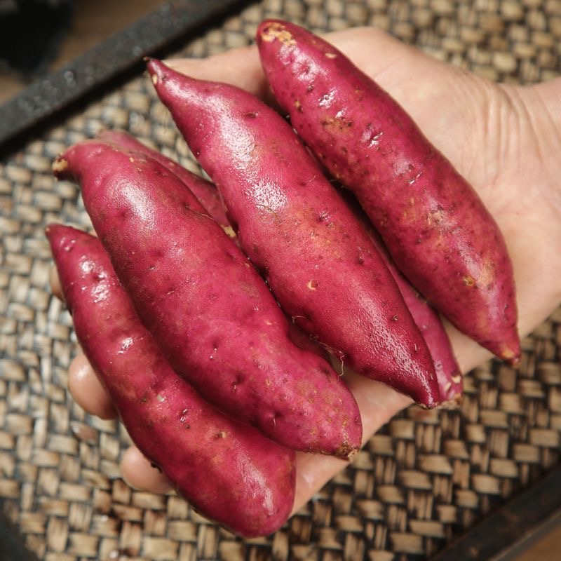 正宗天目农家板栗番薯