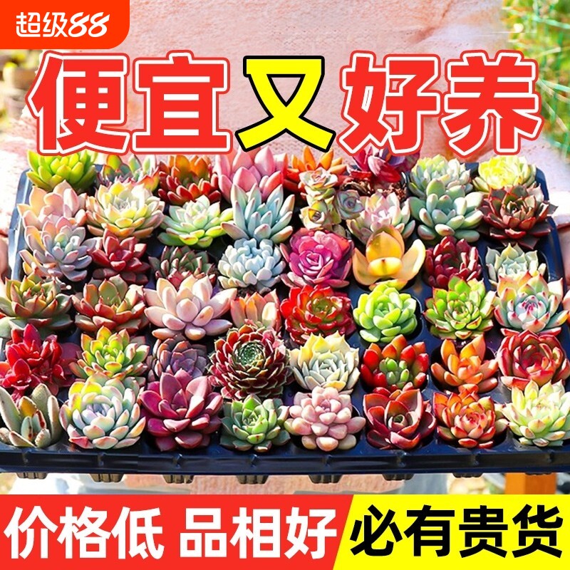 多肉植物大颗好养室内小盆栽绿植物花卉批发价有贵货好养多肉老桩图片