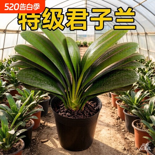 君子兰老苗原盆原土带盆栽好发货