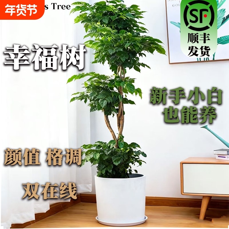 幸福树客厅盆栽大型老桩绿植室内办公室盆景除植物甲醛四季好养活