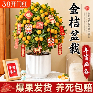 四季金桔树年桔盆栽带果年宵花可食用小橘子客厅室内好养绿植盆景