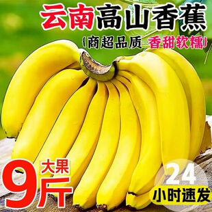 云南高山甜香蕉新鲜水果当季现摘大芭蕉小米蕉甜香蕉整箱自然熟