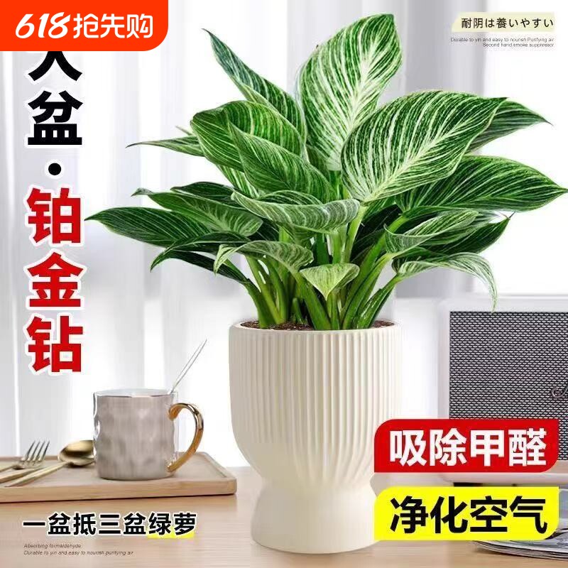 铂金钻水培植物室内好养大叶金钻绿公主盆栽带花苞蔓绿绒花卉绿植