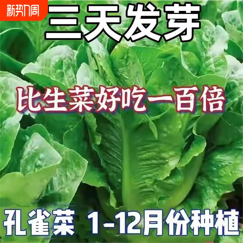 孔雀菜种子四季种籽大全生菜罗马沙拉奶油紫叶种孑阳台盆栽蔬菜种