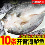 海鲈鱼开背新鲜冷冻鲜活深海鱼白蕉七星海卢鱼水产烤鱼半成品商用