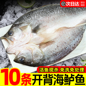海鲈鱼开背新鲜冷冻鲜活深海鱼白蕉七星海卢鱼水产烤鱼半成品商用