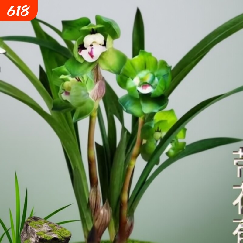 带花苞浓香型矮种绿云皇后兰花江浙老品种兰花苗绿植花卉室内阳台