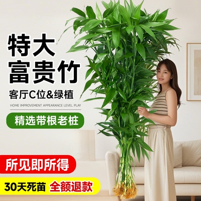 特大富贵竹水培竹子植物