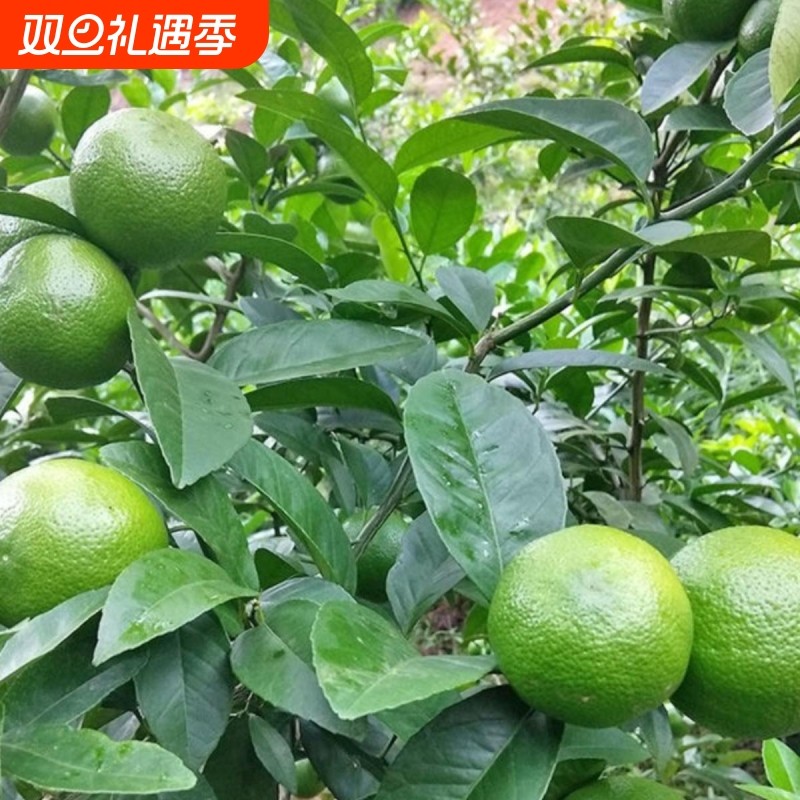 2025年土青柠檬10斤包邮广西新鲜现摘本地土柠檬黄牛脚子腌制专用