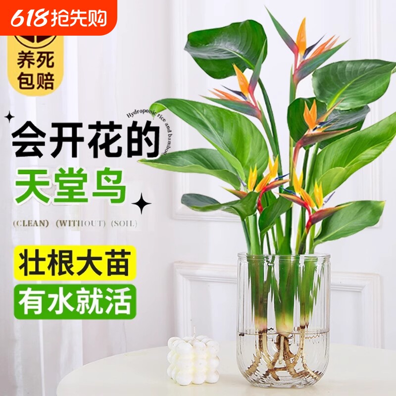 水培天堂鸟盆栽桌面四季常青植物室内水养耐阴客厅驱蚊告白办公桌